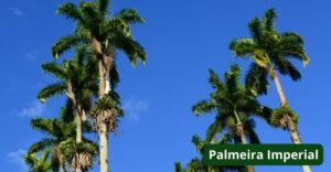 como cultivar palmeira imperial